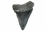 Serrated, Fossil Great White Shark Tooth - South Carolina #273862-1